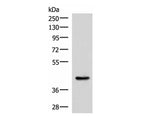 HPN Polyclonal Antibody Reactivity Rat