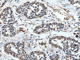 PRUNE Polyclonal Antibody