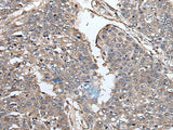 PRUNE Polyclonal Antibody