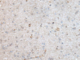 RAB4A Polyclonal Antibody Reactivity Human