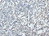 RERG Polyclonal Antibody Reactivity Mouse