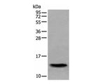 SAA4 Polyclonal Antibody
