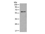 SCP2 Polyclonal Antibody Reactivity Mouse