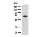 SHC3 Polyclonal Antibody