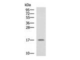 SRP14 Polyclonal Antibody