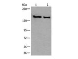SMC1A Polyclonal Antibody Reactivity Mouse