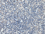 TRIM23 Polyclonal Antibody Reactivity Rat