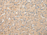 WDR18 Polyclonal Antibody Reactivity Mouse
