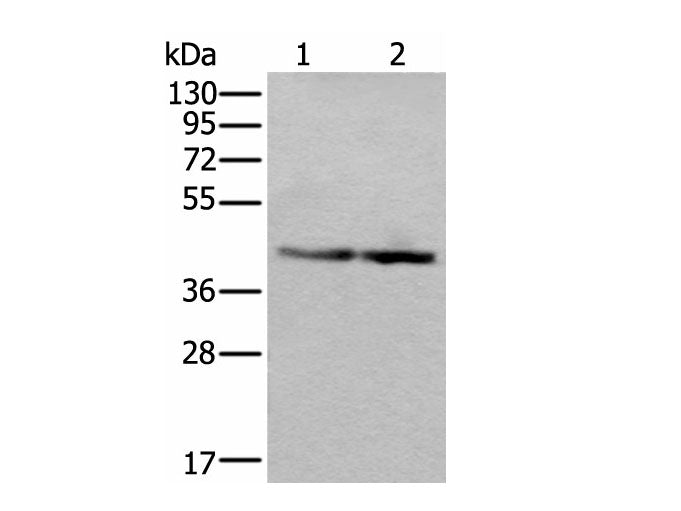 WDR18 Polyclonal Antibody Reactivity Mouse