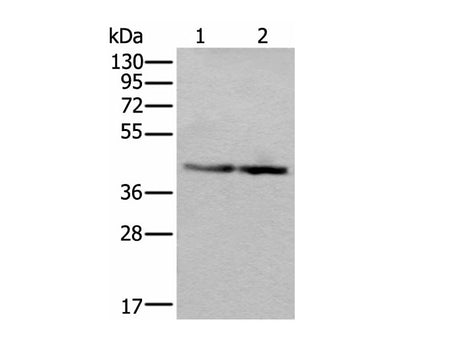 WDR18 Polyclonal Antibody Reactivity Mouse