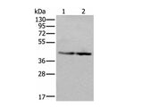 WDR18 Polyclonal Antibody Reactivity Mouse