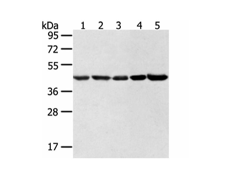 WDR77 Polyclonal Antibody Reactivity Human