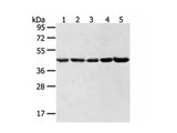 WDR77 Polyclonal Antibody Reactivity Human
