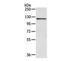 WWP1 Polyclonal Antibody Reactivity Mouse