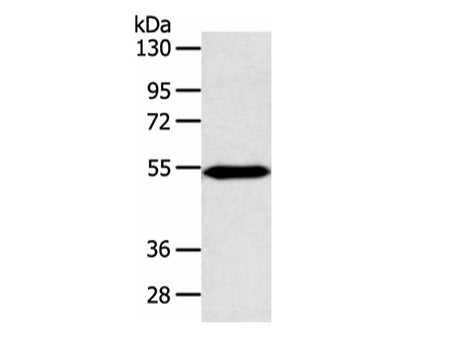 ZNF239 Polyclonal Antibody