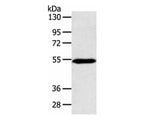 ZNF239 Polyclonal Antibody