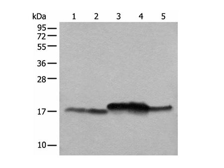 NDUFB11 Polyclonal Antibody Reactivity Mouse