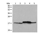 NDUFB11 Polyclonal Antibody Reactivity Mouse