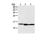 NDUFB3 Polyclonal Antibody Reactivity Human