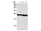 NDUFB9 Polyclonal Antibody Reactivity Human