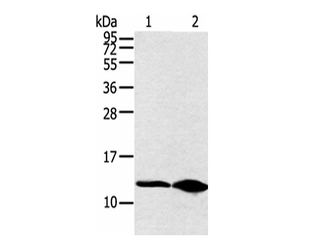 DYNLL2 Polyclonal Antibody Reactivity Human