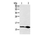 DYNLL2 Polyclonal Antibody Reactivity Human