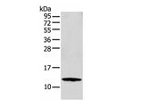 S100A16 Polyclonal Antibody