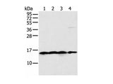 MRPS18C Polyclonal Antibody Reactivity Mouse