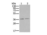 ATXN7L3 Polyclonal Antibody Reactivity Mouse