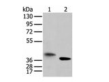 LRRC19 Polyclonal Antibody