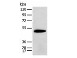 KCTD16 Polyclonal Antibody Reactivity Mouse