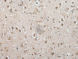 METAP1D Polyclonal Antibody Reactivity Mouse