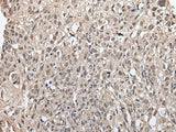 METAP1D Polyclonal Antibody Reactivity Mouse
