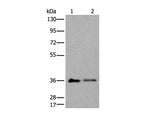 METAP1D Polyclonal Antibody Reactivity Mouse