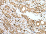 SPCS2 Polyclonal Antibody Reactivity Mouse