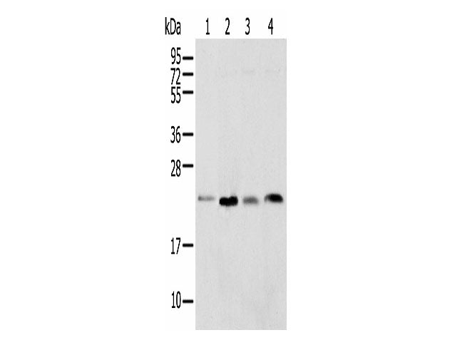 SPCS2 Polyclonal Antibody Reactivity Mouse