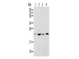 SPCS2 Polyclonal Antibody Reactivity Mouse