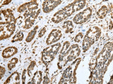 CNPY2 Polyclonal Antibody