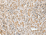 CNPY2 Polyclonal Antibody