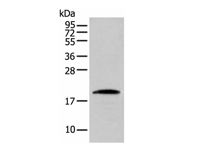 CNPY2 Polyclonal Antibody
