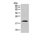 CNPY2 Polyclonal Antibody
