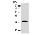 GMFB Polyclonal Antibody