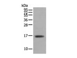 TNNC1 Polyclonal Antibody Reactivity Mouse