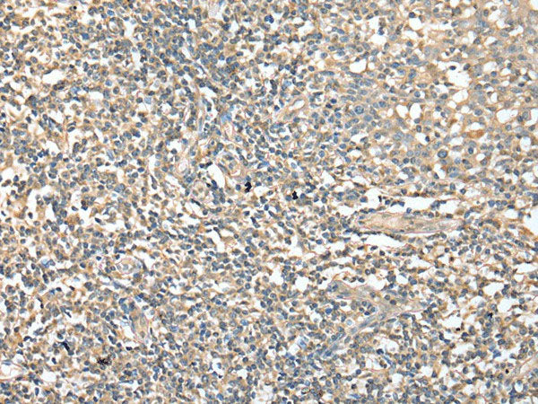 CD1D Polyclonal Antibody