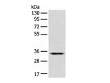 CD1D Polyclonal Antibody