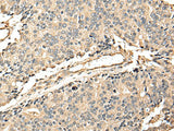 EEF1E1 Polyclonal Antibody Reactivity Mouse