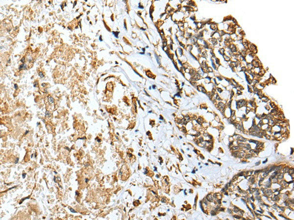 EEF1E1 Polyclonal Antibody Reactivity Mouse