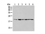 EEF1E1 Polyclonal Antibody Reactivity Mouse