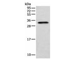 LYPD4 Polyclonal Antibody