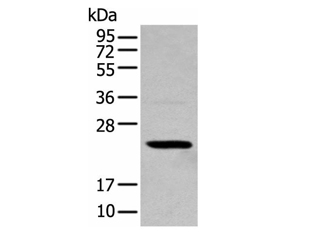 TCEAL4 Polyclonal Antibody